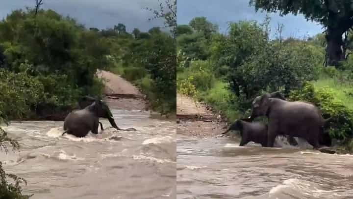 Video: ಹರಿಯುವ ನೀರಿನಲ್ಲಿ ತೇಲಿ ಹೋದ ಮರಿ ಆನೆಯನ್ನು ಬದುಕಿಸಿದ ತಾಯಿ Video: ಹರಿಯುವ ನೀರಿನಲ್ಲಿ ತೇಲಿ ಹೋದ ಮರಿ ಆನೆಯನ್ನು ಬದುಕಿಸಿದ ತಾಯಿ