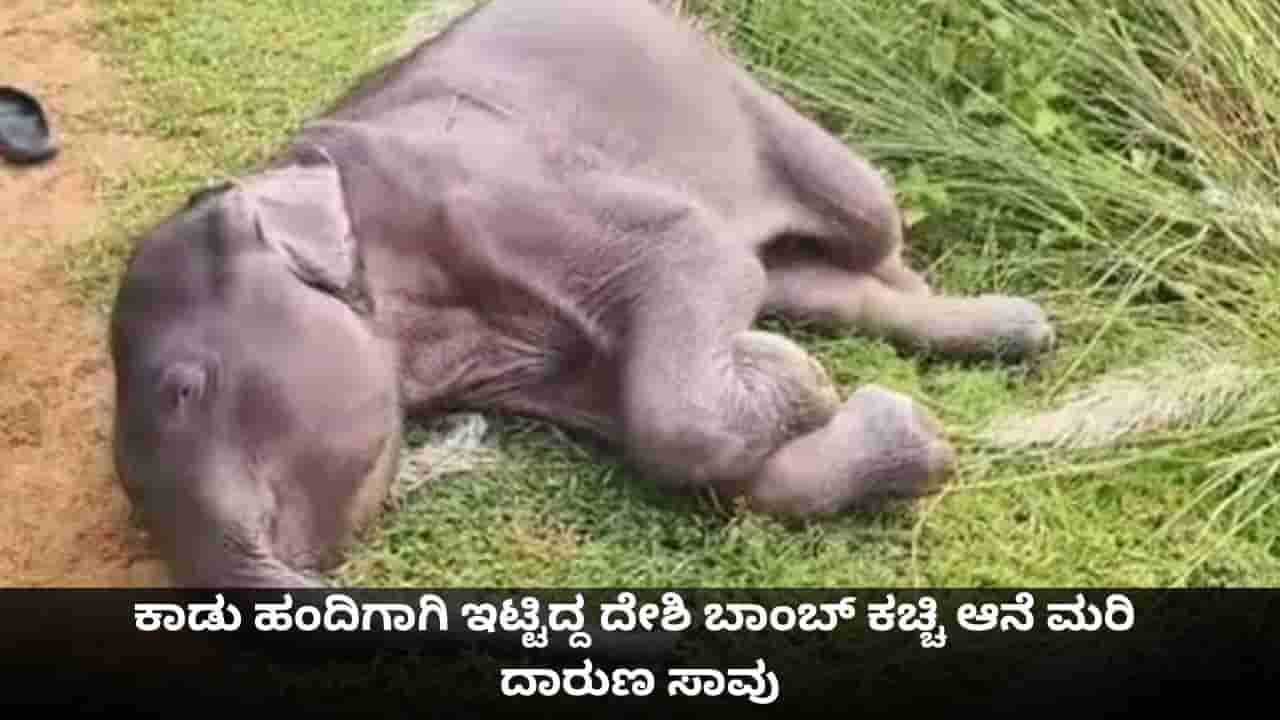 ಕಾಡು ಹಂದಿಗಾಗಿ ಇಟ್ಟಿದ್ದ ದೇಶಿ ಬಾಂಬ್ ಕಚ್ಚಿ ಆನೆ ಮರಿ ದಾರುಣ ಸಾವು