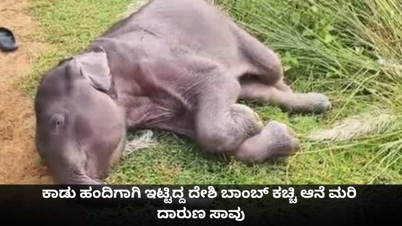 ಕಾಡು ಹಂದಿಗಾಗಿ ಇಟ್ಟಿದ್ದ ದೇಶಿ ಬಾಂಬ್ ಕಚ್ಚಿ ಆನೆ ಮರಿ ದಾರುಣ ಸಾವು ಕಾಡು ಹಂದಿಗಾಗಿ ಇಟ್ಟಿದ್ದ ದೇಶಿ ಬಾಂಬ್ ಕಚ್ಚಿ ಆನೆ ಮರಿ ದಾರುಣ ಸಾವು