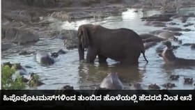 ಹಿಪೊಪೊಟಮಸ್​ಗಳಿಂದ ತುಂಬಿದ ಹೊಳೆಯಲ್ಲಿ ಹೆದರದೆ ನಿಂತ ಆನೆ