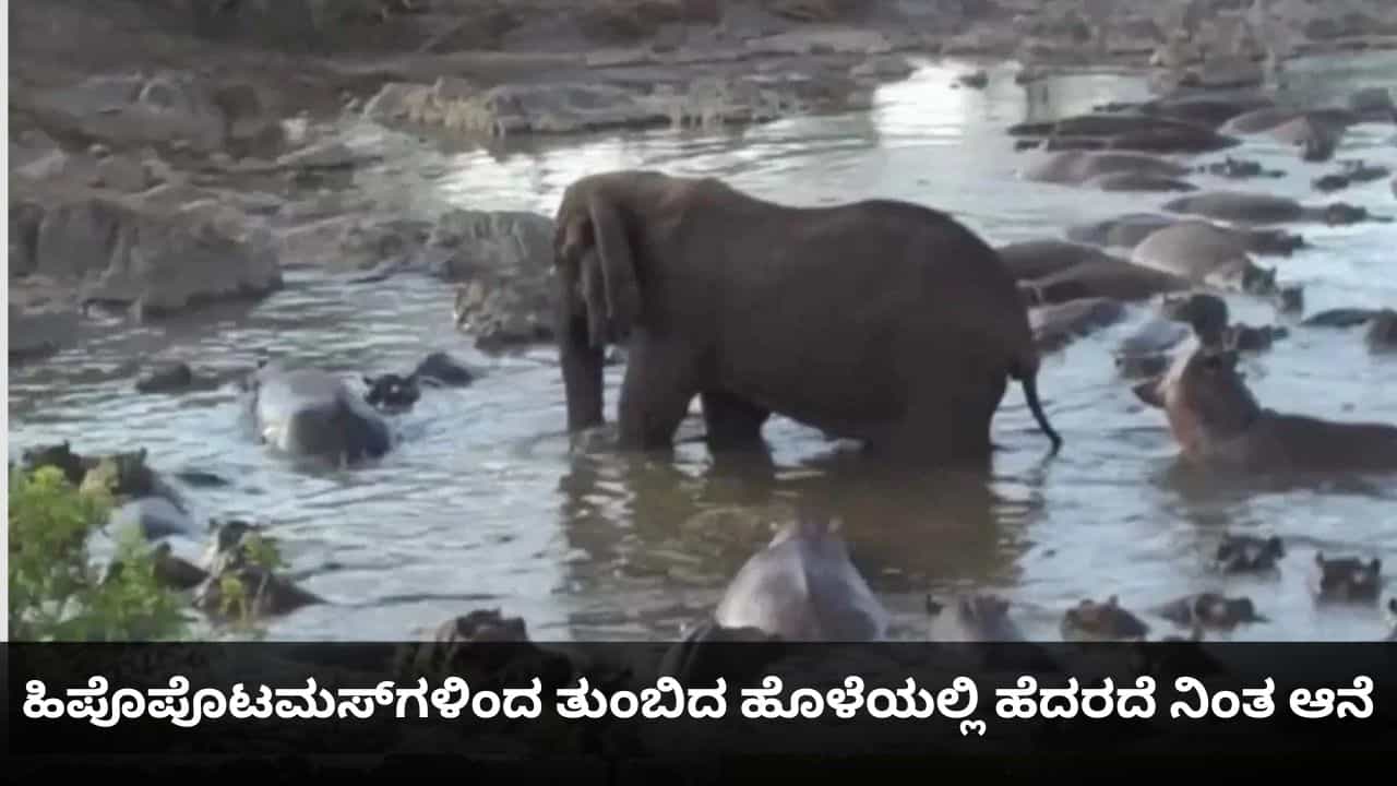 ಹಿಪೊಪೊಟಮಸ್ಗಳಿಂದ ತುಂಬಿದ ಹೊಳೆಯಲ್ಲಿ ಹೆದರದೆ ನಿಂತ ಆನೆ ಹಿಪೊಪೊಟಮಸ್ಗಳಿಂದ ತುಂಬಿದ ಹೊಳೆಯಲ್ಲಿ ಹೆದರದೆ ನಿಂತ ಆನೆ