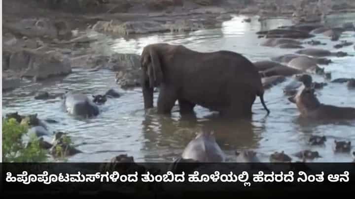 ಹಿಪೊಪೊಟಮಸ್ಗಳಿಂದ ತುಂಬಿದ ಹೊಳೆಯಲ್ಲಿ ಹೆದರದೆ ನಿಂತ ಆನೆ ಹಿಪೊಪೊಟಮಸ್ಗಳಿಂದ ತುಂಬಿದ ಹೊಳೆಯಲ್ಲಿ ಹೆದರದೆ ನಿಂತ ಆನೆ