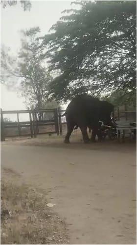 ಮೈಸೂರು: ಬೈಕ್​ಗಳನ್ನು ಫುಟ್​ಬಾಲ್​​ನಂತೆ ಒದ್ದ ಆನೆ