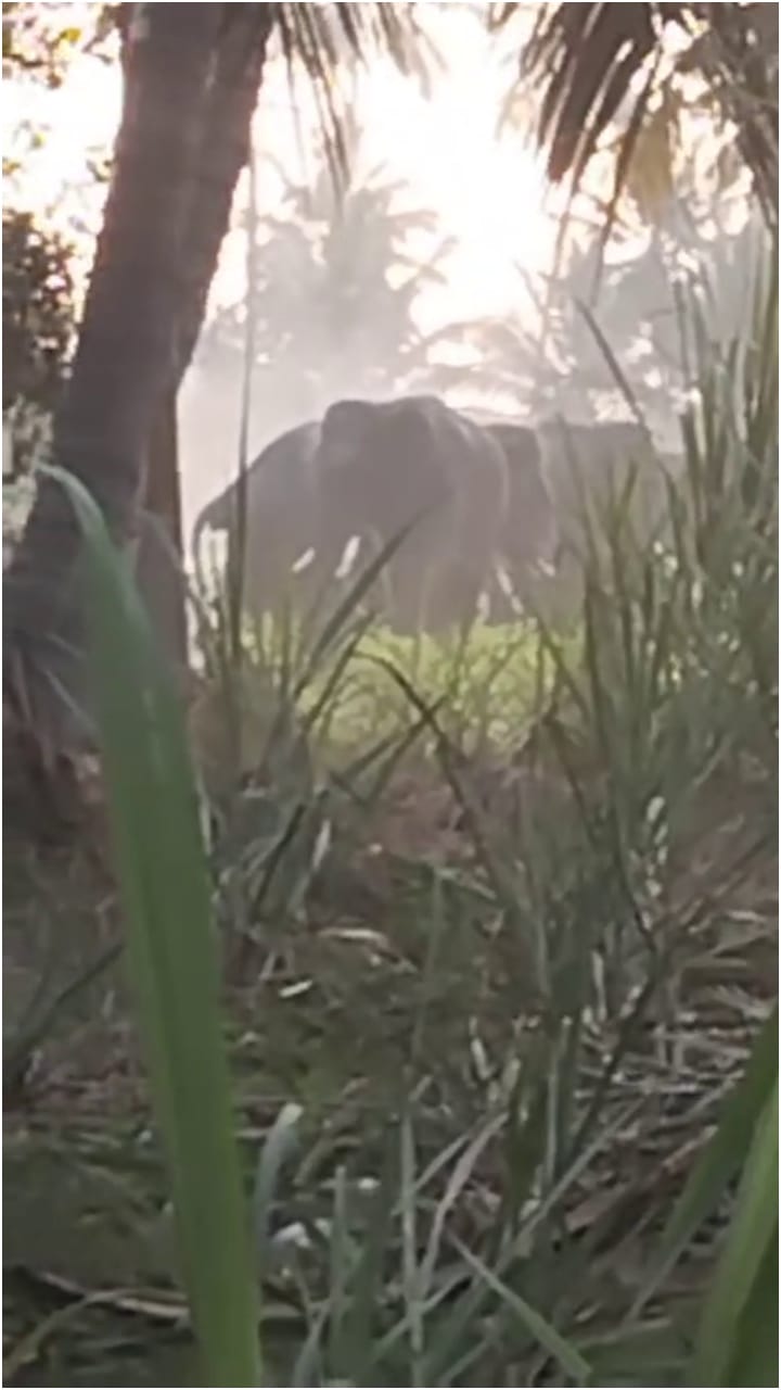 ಮಂಡ್ಯ: ಗೊರವನಹಳ್ಳಿಯಲ್ಲಿ ನಾಡಿಗೆ ಲಗ್ಗೆ ಇಟ್ಟ ಕಾಡಾನೆ ಹಿಂಡು