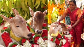 ಅವಳಿ ಜವಳಿ ಆಕಳು ಕರುಗಳಿಗೆ ಅದ್ಧೂರಿ ತೊಟ್ಟಿಲು ಶಾಸ್ತ್ರ