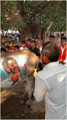 ಹೋರಿ ಮೇಲೆ ಮೂಡಿತು ಗಿಲ್ಲಿ ಚಿತ್ರ; ಅಬ್ಬಬ್ಬಾ ಕ್ರೇಜ್