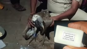 ಟ್ರ್ಯಾಕರ್, ಜಿಪಿಎಸ್ ಹೊಂದಿದ್ದ ರಣಹದ್ದು ಚಡಚಣದಲ್ಲಿ ಪತ್ತೆ, ರಹಸ್ಯ ಬಯಲು!