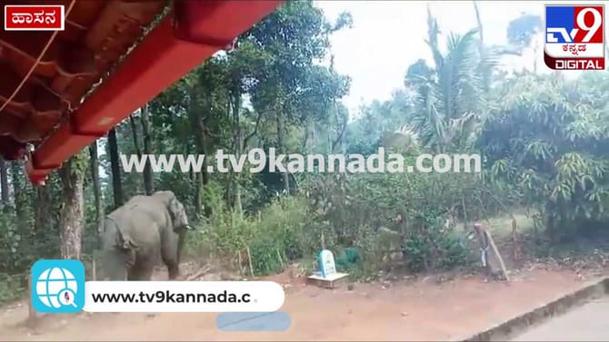 ಕಾಫಿ ತೋಟದ ಕಾರ್ಮಿಕರನ್ನು ಅಟ್ಟಾಡಿಸಿದ ಗಜರಾಜ!