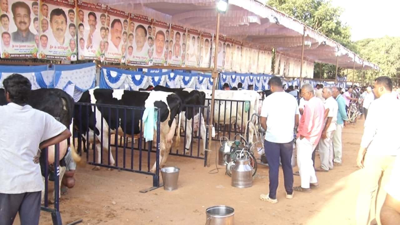 ಅದು ನಿತ್ಯ ಯುವಕರು ಆಟವಾಡುವ, ಹಿರಿಯರು ವಾಕಿಂಗ್ ಮಾಡುವ ಮೈದಾನ. ಆದರೆ ಆ ಮೈದಾನಕ್ಕೆ ಕಳೆದ ಮೂರು ದಿನಗಳಿಂದ ಜನರ ಬದಲಿಗೆ ಜಾನುವಾರುಗಳು ಎಂಟ್ರಿಕೊಟ್ಟಿವೆ. ಏಕೆಂದರೆ ರಾಜ್ಯ ಮಟ್ಟದ ಹೆಚ್ಚು ಹಾಲು ಕರೆಯುವ ಹಸುಗಳ ಸ್ಪರ್ಧೆ ನಡೆಯುತ್ತಿದೆ. ರಾಜ್ಯದ ವಿವಿಧ ಮೂಲೆಗಳಿಂದ ಬಂದ ಜಾನುವಾರುಗಳು ನೋಡುಗರನ್ನ ನಿಬ್ಬೆರಗಾಗುವಂತೆ ಮಾಡಿವೆ. 
