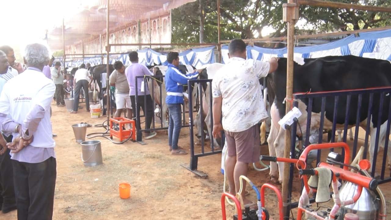 ಬೆಂಗಳೂರು ಗ್ರಾಮಾಂತರ ಜಿಲ್ಲೆಯ ದೇವನಹಳ್ಳಿ ಪಟ್ಟಣದ ಜೂನಿಯರ್ ಕಾಲೇಜು ಮೈದಾನದಲ್ಲಿ ಗೋಪಾಲಕರ ಸಂಘದ ವತಿಯಿಂದ ಕಳೆದ ಮೂರು ದಿನಗಳಿಂದ ರಾಜ್ಯ ಮಟ್ಟದ ಹೆಚ್ಚು ಹಾಲು ಕರೆಯುವ ಹಸುಗಳ ಸ್ಪರ್ಧೆ ಹಾಗೂ ಕರುಗಳ ಪ್ರದರ್ಶನ ಹಮ್ಮಿಕೊಳ್ಳಲಾಗಿತ್ತು.  
