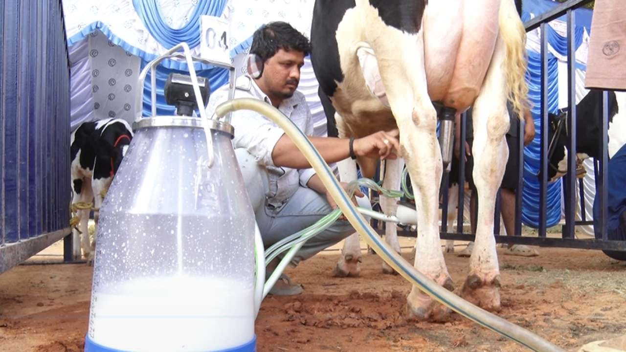 ರಾಜ್ಯದ ಹಲವು ಜಿಲ್ಲೆಗಳಿಂದ ರೈತರು ಸ್ವಯಂ ಪ್ರೇರಿತವಾಗಿ ತಮ್ಮ ಹಸುಗಳೊಂದಿಗೆ ಸ್ಪರ್ಧೆಗೆ ಆಗಮಿಸಿದ್ದರು. ಜೊತೆಗೆ ರೈತರೆಲ್ಲಾ ಮೈದಾನದಲ್ಲೇ ಹಸುಗಳನ್ನ ಮೇಯಿಸುತ್ತಾ ಕಾಲ ಕಳೆದಿದ್ದು, ಸಂಜೆ ವೇಳೆ ಜಡ್ಜ್​ಗಳ ಮುಂದೆಯೇ ಪ್ರತಿ ಹಸುವಿನಿಂದ ಕರೆದ ಲೀಟರ್ ಗಟ್ಟಲೆ ಹಾಲು ಅಳತೆ ಮಾಡಿದರು. 
