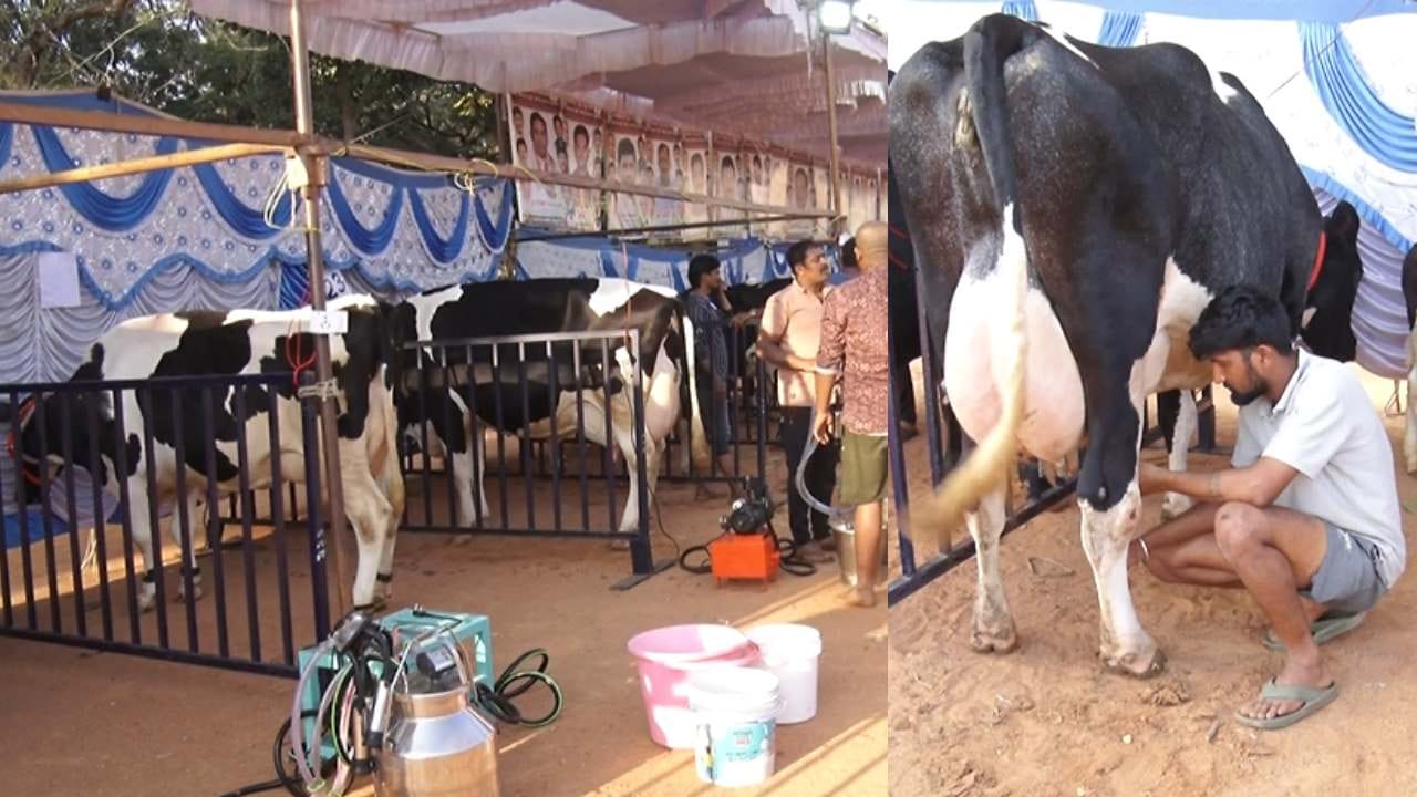 ಹಾಲು ಕರೆಯುವ ಸ್ಪರ್ಧೆಗಾಗಿ ವಿವಿಧ ಮೂಲೆಗಳಿಂದ ಬಂದ ರೈತರಿಗೆ ಉಳಿದುಕೊಳ್ಳಲು ಹಾಗೂ ಹಸುವಿಗೆ ಮೇವಿನ ವ್ಯವಸ್ಥೆ ಮಾಡಿದ್ದು, ನೂರಾರು ಜನರು ವಿವಿಧ ತಳಿಗಳ ಹಸುಗಳನ್ನ ನೋಡಿ ಸಂತಸಪಟ್ಟರು. ರೈತರು ಸ್ಥಳೀಯರ ಮುಂದೆಯೇ ಕರೆದ ಹಾಲನ್ನ ಕ್ಯಾನ್​ಗಳಿಗೆ ಹಾಕಿ ಅಳತೆ ಮಾಡಿದ್ದು, ಒಂದೊಂದು ಹಸು 20 ರಿಂದ 25 ಲೀಟರ್​​ವರೆಗೂ ಹಾಲು ಕರೆಯುವ ಮೂಲಕ ನೋಡುಗರು ಬೆರಗಾದರು. 
