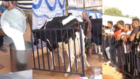 ಹಾಲು ಕರೆಯುವ ಸ್ಪರ್ಧೆ: 20-25 ಲೀ ಹಾಲು ಕೊಡುವ ಹಸುಗಳನ್ನ ನೋಡಿ ದಂಗಾದ ಜನ