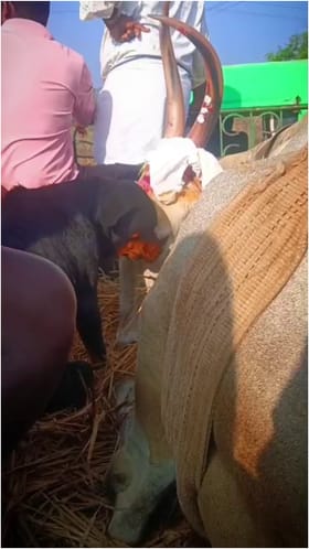 ಹಾವೇರಿ: ಸದಾ ಜತೆಗಿದ್ದ ಎತ್ತಿನ ಸಾವಿಗೆ ಶ್ವಾನ ಕಣ್ಣೀರು!