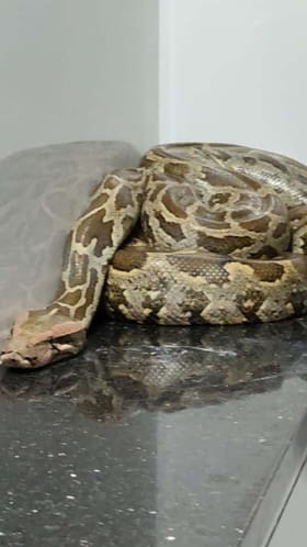 ಮನೆಯ ಬಾತ್​​ರೂಂನಲ್ಲಿ ಹೆಬ್ಬಾವು ಪ್ರತ್ಯಕ್ಷ