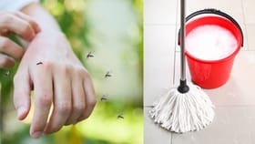 ಸೊಳ್ಳೆಗಳ ಕಾಟದಿಂದ ಮುಕ್ತಿ ಪಡೆಯಲು ಸುಲಭ ಮನೆಮದ್ದು