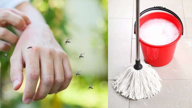 ಸೊಳ್ಳೆಗಳ ಕಾಟದಿಂದ ಮುಕ್ತಿ ಪಡೆಯಲು ಸುಲಭ ಮನೆಮದ್ದು