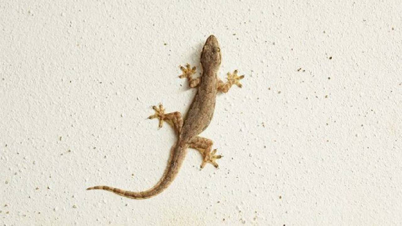 ಮನೆಯಲ್ಲಿ ಹಲ್ಲಿಗಳಿದ್ದರೆ ತುಂಬಾ ಒಳ್ಳೆಯದಂತೆ; ಯಾಕೆ ಗೊತ್ತಾ ? ಮನೆಯಲ್ಲಿ ಹಲ್ಲಿಗಳಿದ್ದರೆ ತುಂಬಾ ಒಳ್ಳೆಯದಂತೆ; ಯಾಕೆ ಗೊತ್ತಾ ?