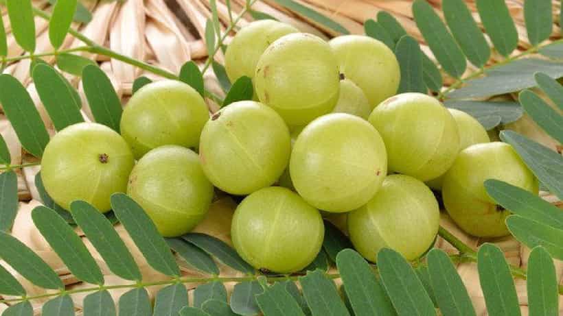 ಪ್ರತಿದಿನ ಒಂದು ನೆಲ್ಲಿಕಾಯಿ ತಿನ್ನುವುದರಿಂದ ಏನೆಲ್ಲಾ ಪ್ರಯೋಜನಗಳು ಲಭಿಸುತ್ತವೆ ಗೊತ್ತಾ?