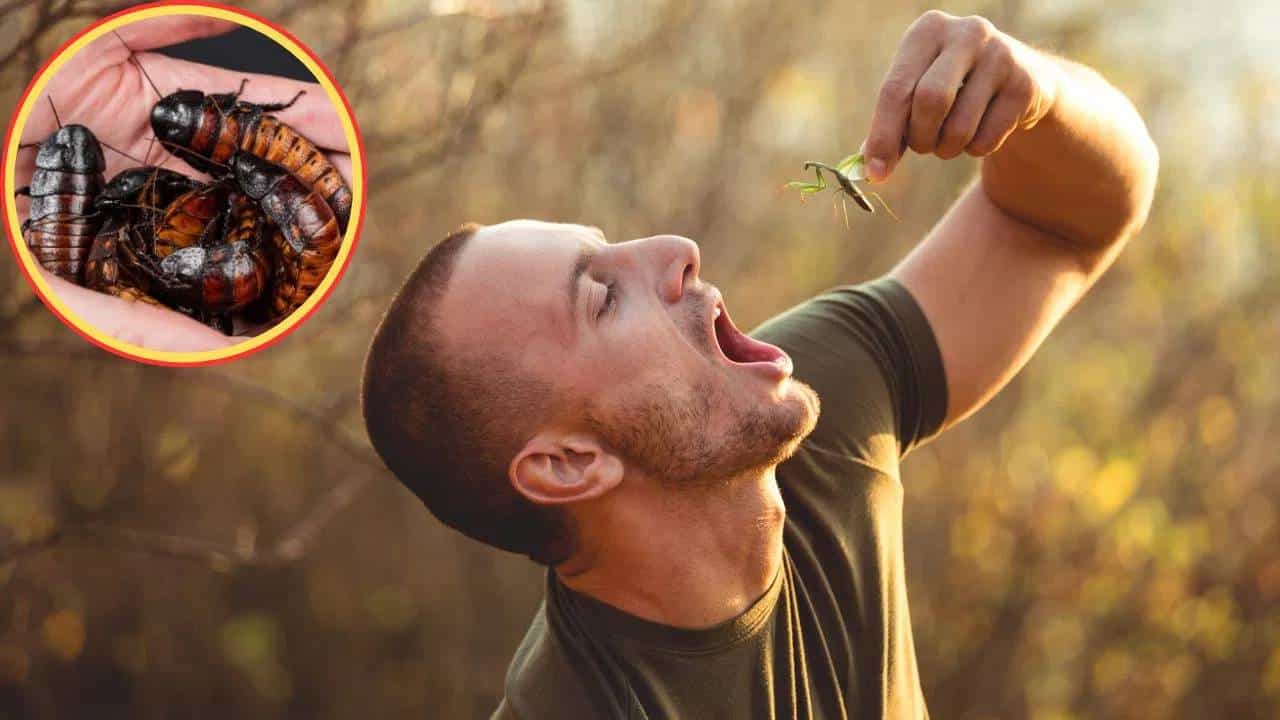 Viral Story: ಪ್ರತಿ ದಿನ 100 ಜೀವಂತ ಕೀಟಗಳನ್ನು ತಿನ್ನುವ ವ್ಯಕ್ತಿ, ಕಾರಣವೇನು ಗೊತ್ತೇ?