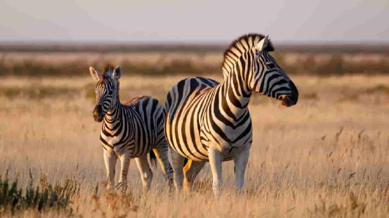 International Zebra Day 2026: ಜೀಬ್ರಾ ದಿನವನ್ನು ಆಚರಿಸುವುದೇಕೆ? ಇದರ ಹಿಂದಿನ ಕಾರಣವನ್ನು ತಿಳಿಯಿರಿ