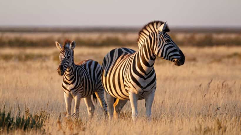 International Zebra Day 2026: ಜೀಬ್ರಾ ದಿನವನ್ನು ಆಚರಿಸುವುದೇಕೆ? ಇದರ ಹಿಂದಿನ ಕಾರಣವನ್ನು ತಿಳಿಯಿರಿ