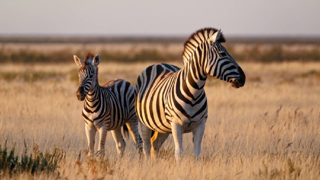 International Zebra Day 2026: ಜೀಬ್ರಾ ದಿನವನ್ನು ಆಚರಿಸುವುದೇಕೆ? ಇದರ ಹಿಂದಿನ ಕಾರಣವನ್ನು ತಿಳಿಯಿರಿ International Zebra Day 2026: ಜೀಬ್ರಾ ದಿನವನ್ನು ಆಚರಿಸುವುದೇಕೆ? ಇದರ ಹಿಂದಿನ ಕಾರಣವನ್ನು ತಿಳಿಯಿರಿ