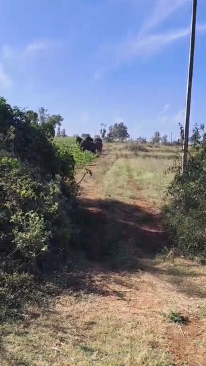 ಕಾಡಾನೆಗಳ ಹಾವಳಿ: ಜಮೀನಿಗೆ ನುಗ್ಗಿ ಬೆಳೆ ನಾಶ