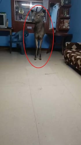 ಮನೆಗೆ ನುಗ್ಗಿದ ಕಡವೆ: ಮನೆ ಮಂದಿ ಕಂಗಾಲು