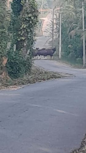 ಮಲೆನಾಡಲ್ಲಿ ಹೆಚ್ಚಿದ ಕಾಡುಕೋಣಗಳ ಉಪಟಳ