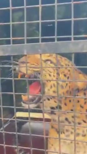 ಕನಕಪುರ ಬಳಿ ಬೋನಿಗೆ ಬಿದ್ದ ಚಿರತೆ!