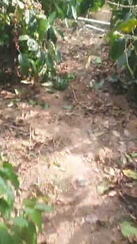 ಮಲೆನಾಡು ಭಾಗದಲ್ಲಿ ನಿಲ್ಲದ ಗಜಪಡೆ ಅಟ್ಟಹಾಸ !