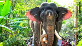 ಮೆರವಣಿಗೆಗಳಲ್ಲಿ ಆನೆಗಳನ್ನು ಬಳಸುವುದು ಸರಿಯೇ?