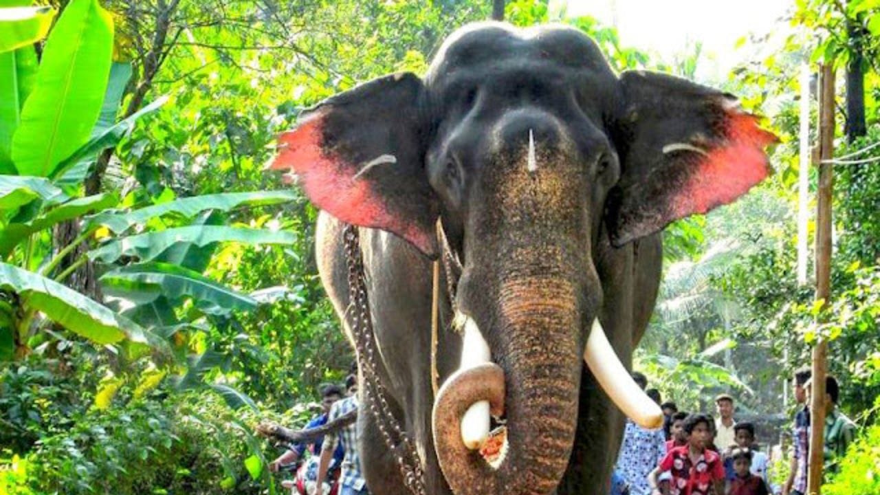 ಮೆರವಣಿಗೆಗಳಲ್ಲಿ ಆನೆಗಳನ್ನು ಬಳಸುವುದು ಸರಿಯೇ? ಹೈಕೋರ್ಟ್ ಆದೇಶದಲ್ಲಿ ಏನಿದೆ? ಮೆರವಣಿಗೆಗಳಲ್ಲಿ ಆನೆಗಳನ್ನು ಬಳಸುವುದು ಸರಿಯೇ? ಹೈಕೋರ್ಟ್ ಆದೇಶದಲ್ಲಿ ಏನಿದೆ?