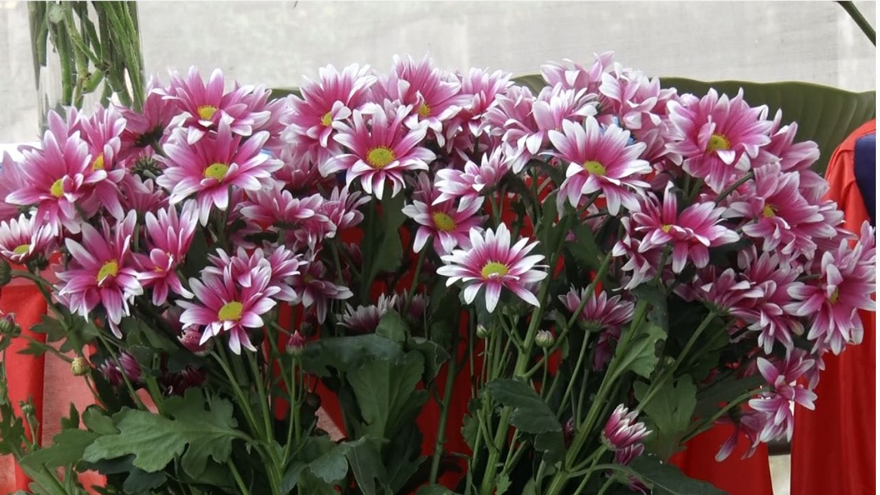 ಕೋಲಾರ ತೋಟಗಾರಿಕೆ ಮತ್ತು ಕೃಷಿ ಇಲಾಖೆ ವತಿಯಿಂದ ಆಯೋಜಿಸಲಾಗಿರುವ ಮೂರು ದಿನಗಳ  ಫಲಪುಷ್ಪ ಪ್ರದರ್ಶನ,  ಸಿರಿಧಾನ್ಯ ಮತ್ತು ಸಾವಯವ ಮೇಳ ನೋಡುಗರನ್ನು ಪುಳಕಗೊಳಿಸಿದೆ. ಹೂವು ಮತ್ತು ಹಣ್ಣುಗಳಲ್ಲಿ ಅರಳಿದ ಸುಂದರ ಕಲಾಕೃತಿಗಳು ಮನಸೂರೆಗೊಂಡಿದ್ದು, ಕಲ್ಲಂಗಡಿಯಲ್ಲಿ ಮೂಡಿದ ವಿವಿಧ ಸೆಲೆಬ್ರಿಟಿಗಳ ಚಿತ್ರಗಳು ನೋಡುಗರನ್ನು ವಿಶೇಷವಾಗಿ ಆಕರ್ಷಿಸಿವೆ. 