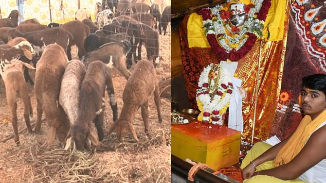 ಬಲಿ ಕೊಡಲು ತಂದಿದ್ದ ಕುರಿಮರಿಗಳು ವಶಕ್ಕೆ: ಅಧಿಕಾರಿಗಳಿಂದ ಮಾರಾಟ