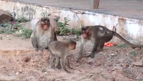 ಚಿನ್ನದ ನಿಧಿ ಸಿಕ್ಕ ಬೆನ್ನಲ್ಲೇ ಲಕ್ಕುಂಡಿಗೆ ವಾನರ ಸೈನ್ಯ ಎಂಟ್ರಿ