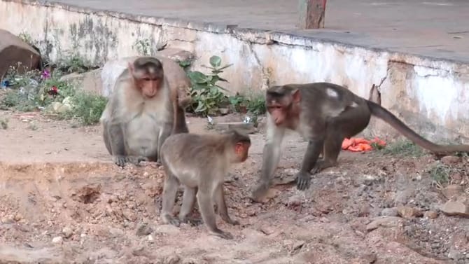 ಚಿನ್ನದ ನಿಧಿ ಸಿಕ್ಕ ಬೆನ್ನಲ್ಲೇ ಲಕ್ಕುಂಡಿಗೆ ವಾನರ ಸೈನ್ಯ ಎಂಟ್ರಿ