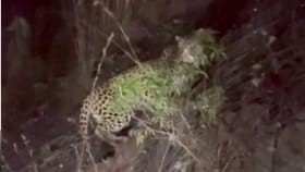 ನಂದಿ ಹಿಲ್ಸ್ ರಸ್ತೆ ಬಳಿ ಚಿರತೆ ಪ್ರತ್ಯಕ್ಷ: ಪ್ರವಾಸಿಗರೇ ಎಚ್ಚರ