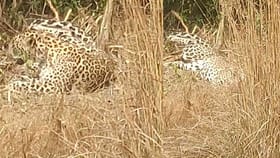 ಕಾಡು ಹಂದಿಗೆ ಹಾಕಿದ್ದ ಉರುಳಿಗೆ ಚಿರತೆ ಬಲಿ
