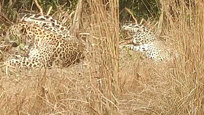 ಕಾಡು ಹಂದಿಗೆ ಹಾಕಿದ್ದ ಉರುಳಿಗೆ ಚಿರತೆ ಬಲಿ