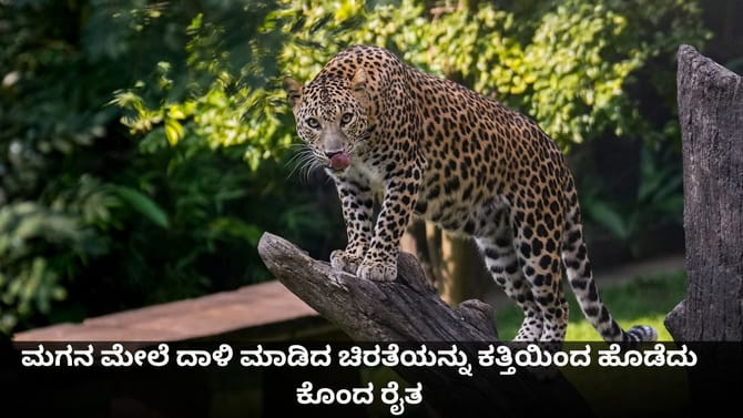 ಮಗನ ಮೇಲೆ ದಾಳಿ ಮಾಡಿದ ಚಿರತೆಯನ್ನು ಕತ್ತಿಯಿಂದ ಹೊಡೆದು ಕೊಂದ ರೈತ