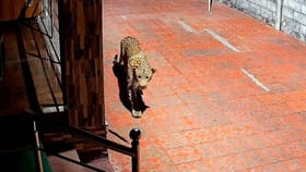 ಮನೆ ಮುಂದೇ ಓಡಾಡ್ತಿತ್ತು ಚಿರತೆ! ಸಿಸಿಟಿವಿಯಲ್ಲಿ ದೃಶ್ಯ ಸೆರೆ