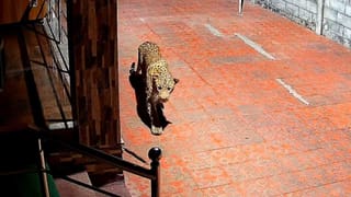 ಮನೆ ಮುಂದೇ ಓಡಾಡ್ತಿತ್ತು ಚಿರತೆ! ಸಿಸಿಟಿವಿಯಲ್ಲಿ ದೃಶ್ಯ ಸೆರೆ