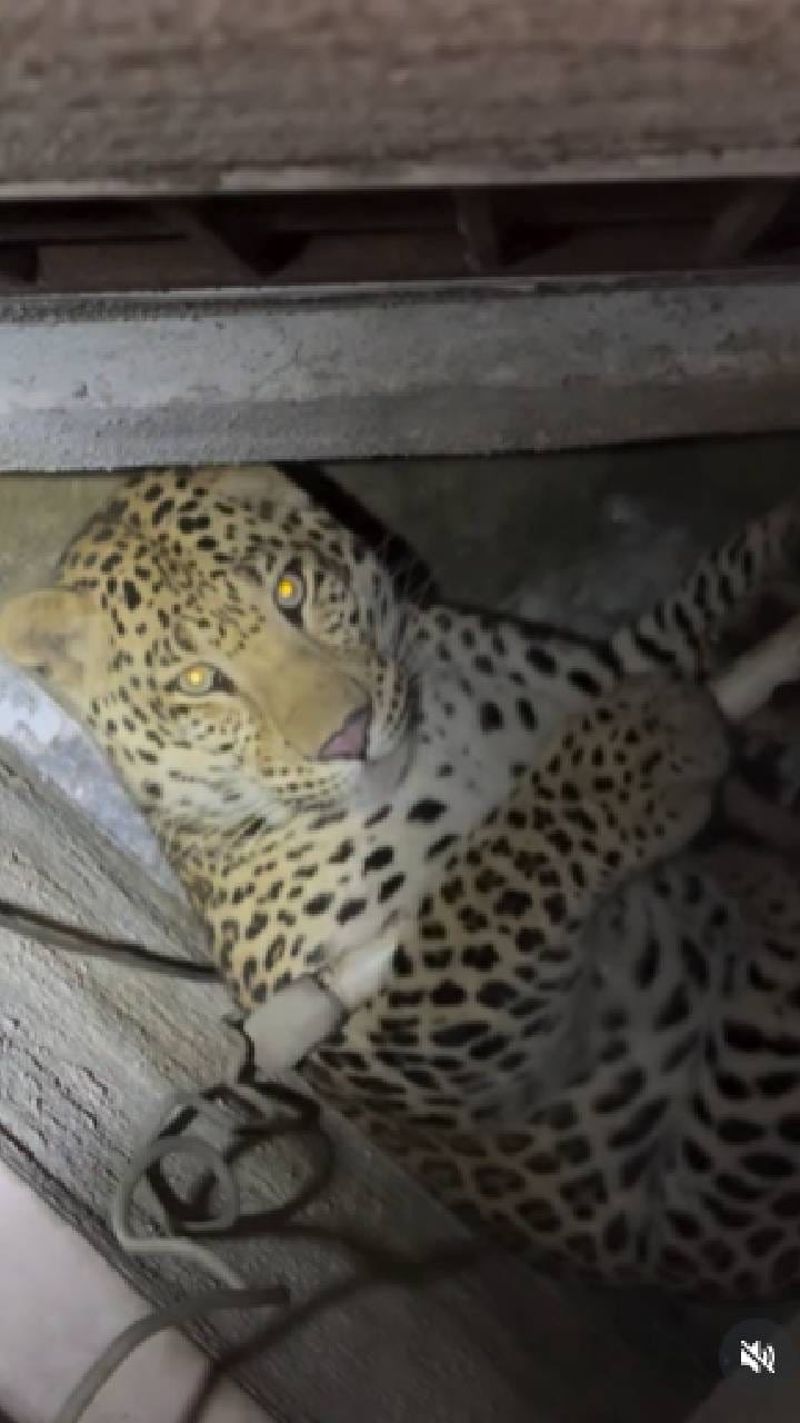 ಅಪಾರ್ಟ್​ಮೆಂಟ್ ಒಳ​ಗೆ ನುಗ್ಗಿದ್ದ ಚಿರತೆಯನ್ನು ರಕ್ಷಣೆ ಮಾಡಿದ್ದೇ ರೋಚಕ!