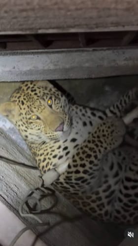 ಅಪಾರ್ಟ್​ಮೆಂಟ್ ಒಳ​ಗೆ ನುಗ್ಗಿದ್ದ ಚಿರತೆಯನ್ನು ರಕ್ಷಣೆ ಮಾಡಿದ್ದೇ ರೋಚಕ!