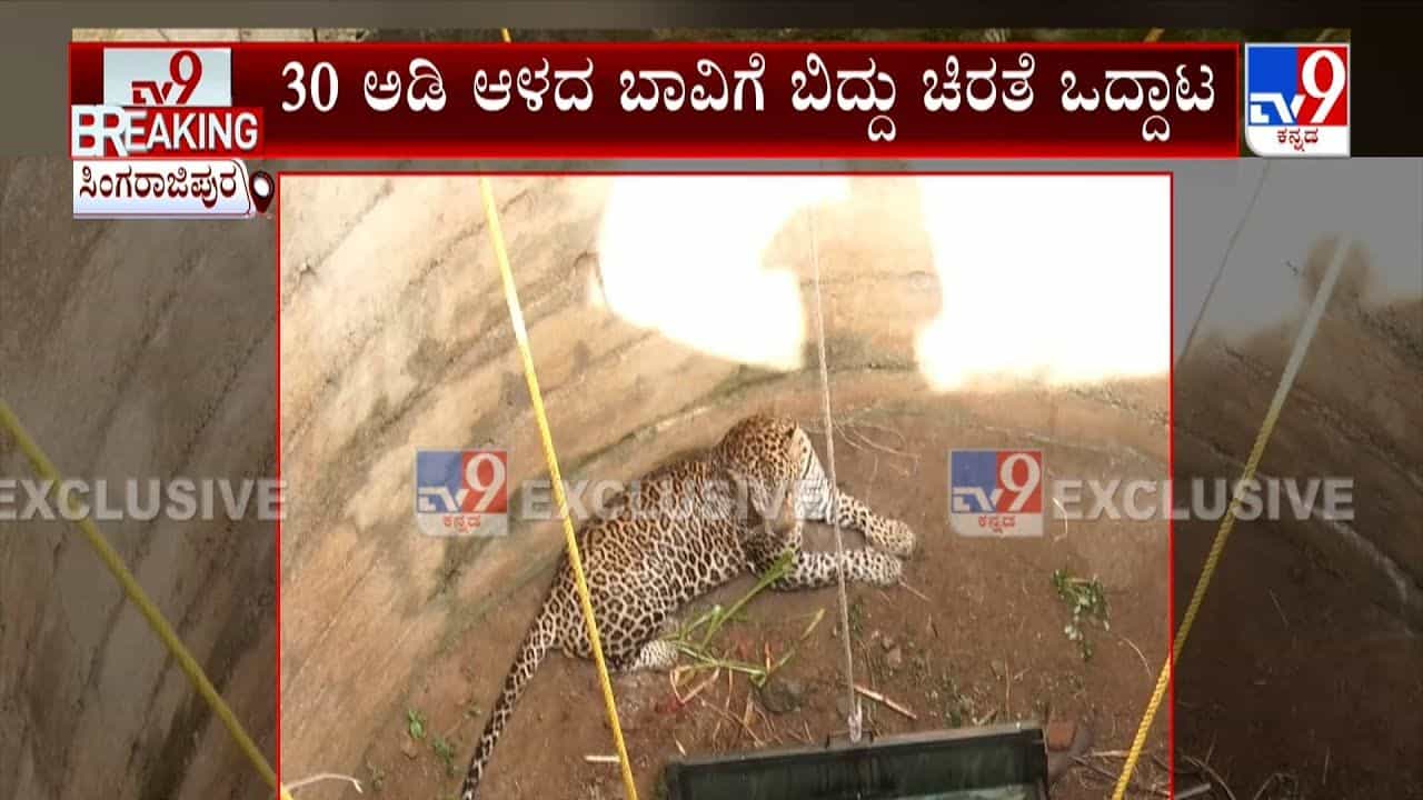 ಬಾವಿಗೆ ಬಿದ್ದು ಒದ್ದಾಡುತ್ತಿದ್ದ ಚಿರತೆಯನ್ನು ಕಾಪಾಡಿದ ಅರಣ್ಯ ಇಲಾಖೆ ಸಿಬ್ಬಂದಿ, ವಿಡಿಯೋ ನೋಡಿ ಬಾವಿಗೆ ಬಿದ್ದು ಒದ್ದಾಡುತ್ತಿದ್ದ ಚಿರತೆಯನ್ನು ಕಾಪಾಡಿದ ಅರಣ್ಯ ಇಲಾಖೆ ಸಿಬ್ಬಂದಿ, ವಿಡಿಯೋ ನೋಡಿ