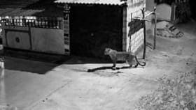 ಚಾಮರಾಜನಗರ: ನೇನೆಕಟ್ಟೆ ಗ್ರಾಮದಲ್ಲಿ ರಾಜಾರೋಷವಾಗಿ ಸಂಚರಿಸಿದ ಚಿರತೆ