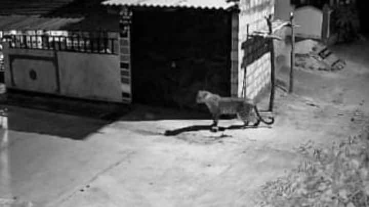 ಚಾಮರಾಜನಗರ: ನೇನೆಕಟ್ಟೆ ಗ್ರಾಮದಲ್ಲಿ ರಾಜಾರೋಷವಾಗಿ ಸಂಚರಿಸಿದ ಚಿರತೆ, ಸಿಸಿಟಿವಿ ಕ್ಯಾಮರಾದಲ್ಲಿ ಸೆರೆಯಾಯ್ತು ದೃಶ್ಯ ಚಾಮರಾಜನಗರ: ನೇನೆಕಟ್ಟೆ ಗ್ರಾಮದಲ್ಲಿ ರಾಜಾರೋಷವಾಗಿ ಸಂಚರಿಸಿದ ಚಿರತೆ, ಸಿಸಿಟಿವಿ ಕ್ಯಾಮರಾದಲ್ಲಿ ಸೆರೆಯಾಯ್ತು ದೃಶ್ಯ