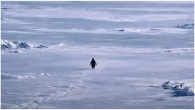 ಪೆಂಗ್ವಿನ್ 70 ಕಿಮೀ ನಡೆದು ಹೋಗಿದ್ದೇಕೆ? ಇದರ ಹಿಂದಿನ ಅಸಲಿ ಕಥೆ ಇಲ್ಲಿದೆ